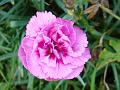 2011-1121-1400_Dianthus_11,8C